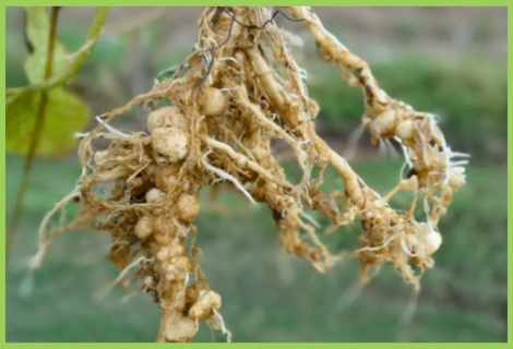 Bitter Insect Bitter gourd Nematode | Bitter gourd Pest | Symptoms & Control Measures ...
