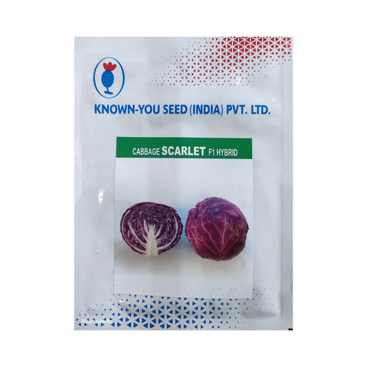 Scarlet Cabbage Seeds - Known You | F1 Hybrid | Buy Online Now