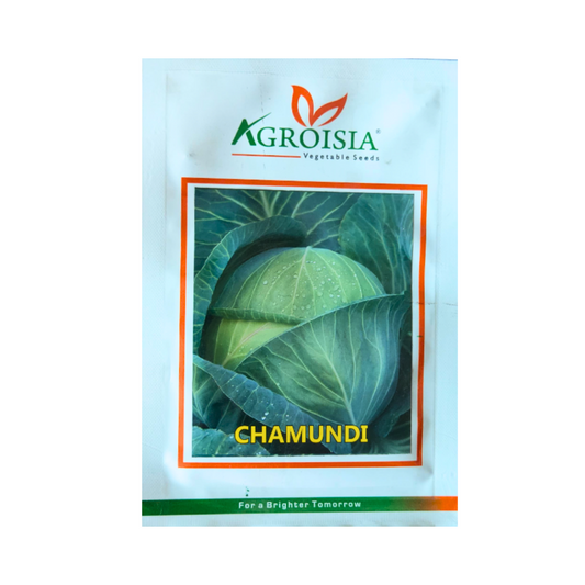 Chamundi Cabbage Seeds - Agroisia | F1 Hybrid | Buy Online at Best Price