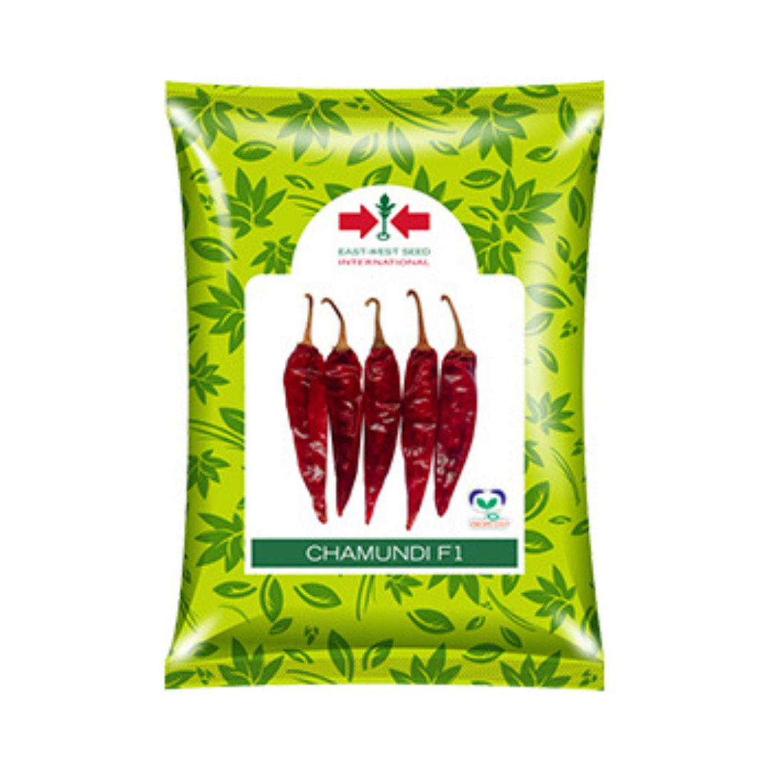 Chamundi Chilli Seeds - East West | F1 Hybrid | Buy Online at Best Price