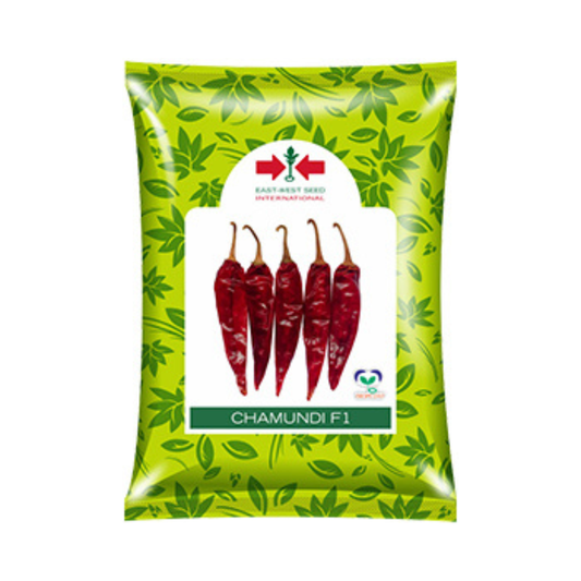 Chamundi Chilli Seeds - East West | F1 Hybrid | Buy Online at Best Price
