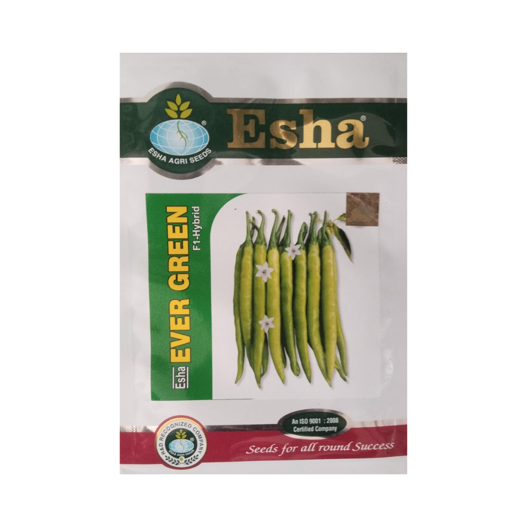 Esha Ever Green Chilli Seeds - Esha | F1 Hybrid | Buy Online at Best Price