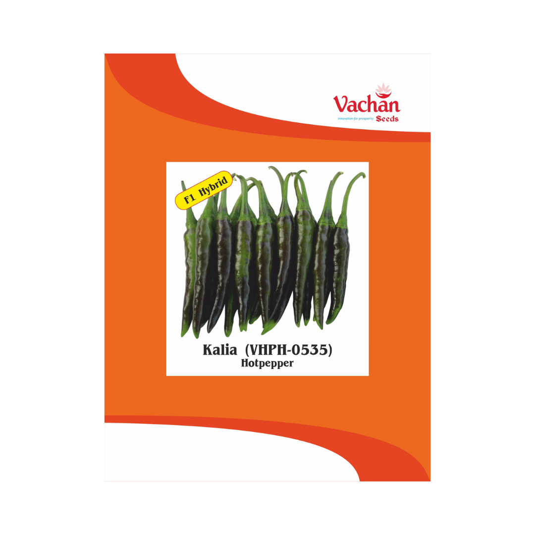Kaliya (VHPH-0535) Chilli Seeds - Vachan | F1 Hybrid | Buy Online Now