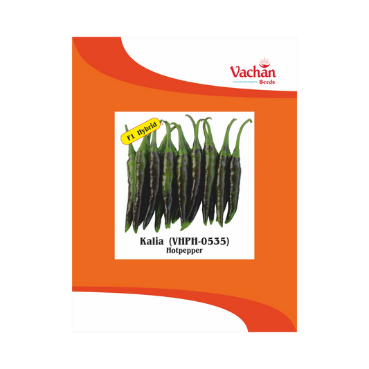 Kaliya (VHPH-0535) Chilli Seeds - Vachan | F1 Hybrid | Buy Online Now