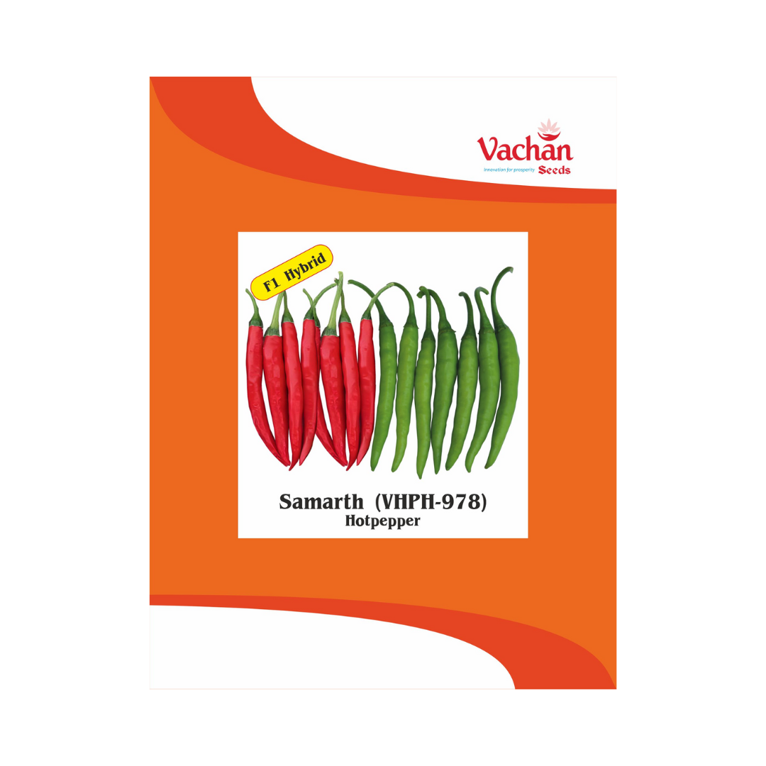 Samarth (VHPH-978) Chilli Seeds - Vachan | F1 Hybrid | Buy Online Now
