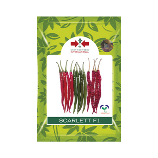 Scarlett Chilli Seeds - East West | F1 Hybrid | Buy Online at Best Price