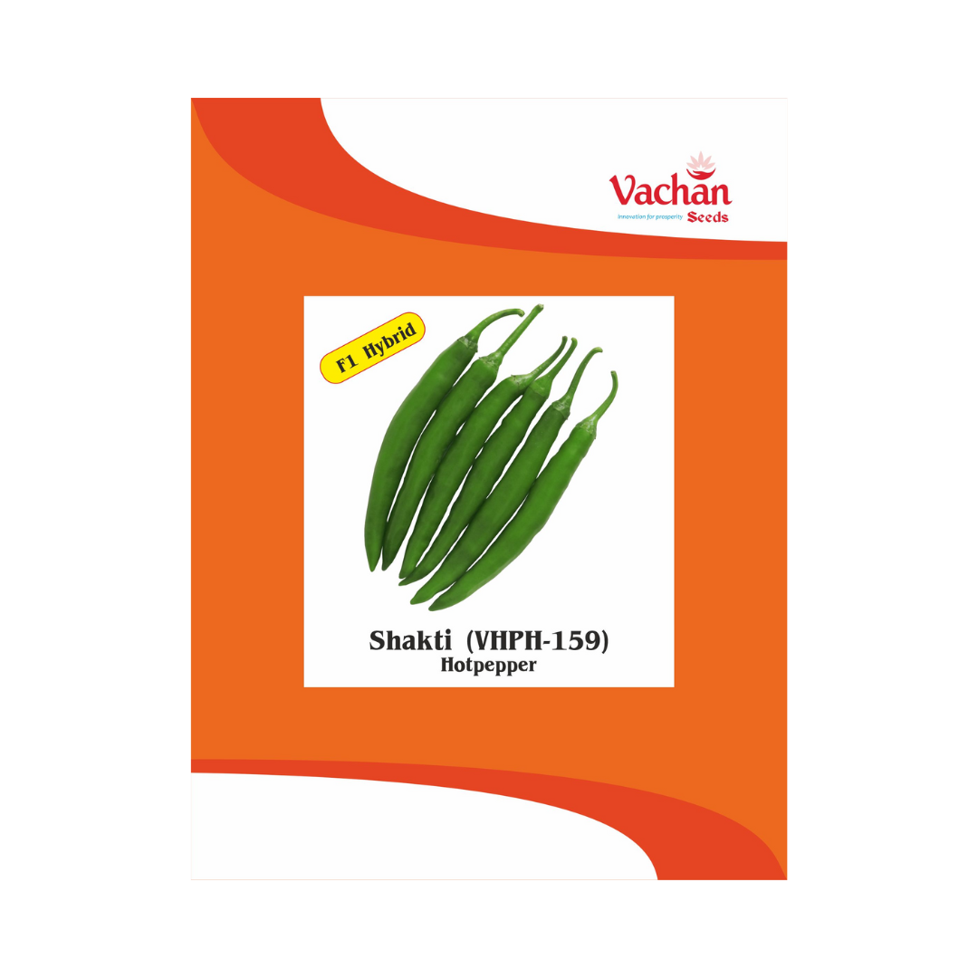 Shakti (VHPH-159) Chilli Seeds - Vachan | F1 Hybrid | Buy Online Now