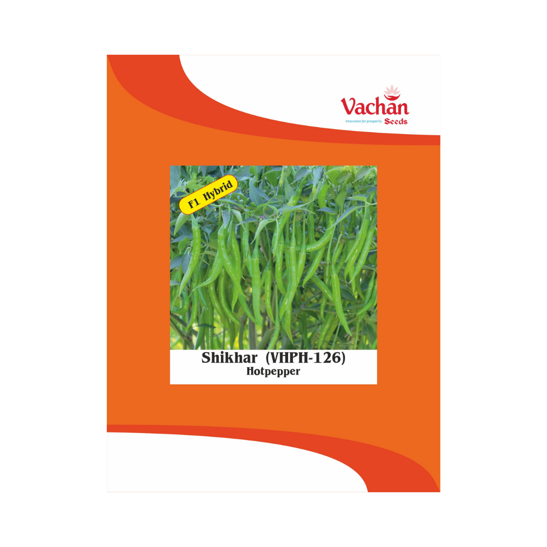 Shikhar (VHPH-126) Chilli Seeds - Vachan | F1 Hybrid | Buy Online Now