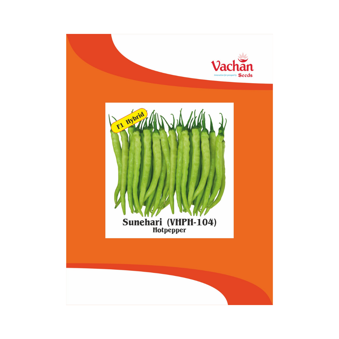 Sunehari (VHPH-104) Chilli Seeds - Vachan | F1 Hybrid | Buy Online Now