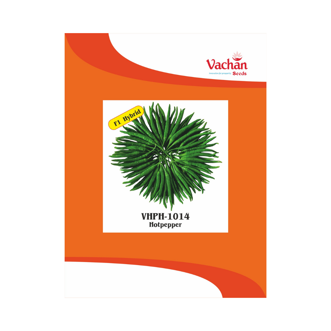 Sunehari (VHPH-104) Chilli Seeds - Vachan | F1 Hybrid | Buy Online Now