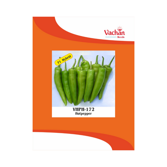 VHPH-172 Chilli Seeds - Vachan | F1 Hybrid | Buy Online Now