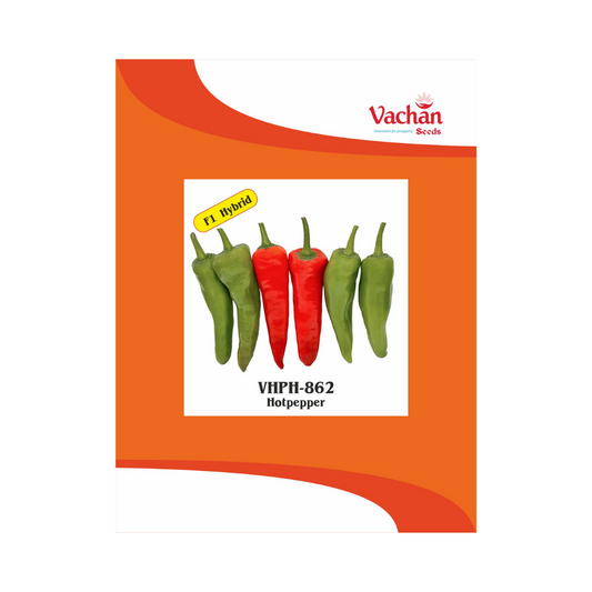 VHPH-862 Chilli Seeds - Vachan | F1 Hybrid | Buy Online Now