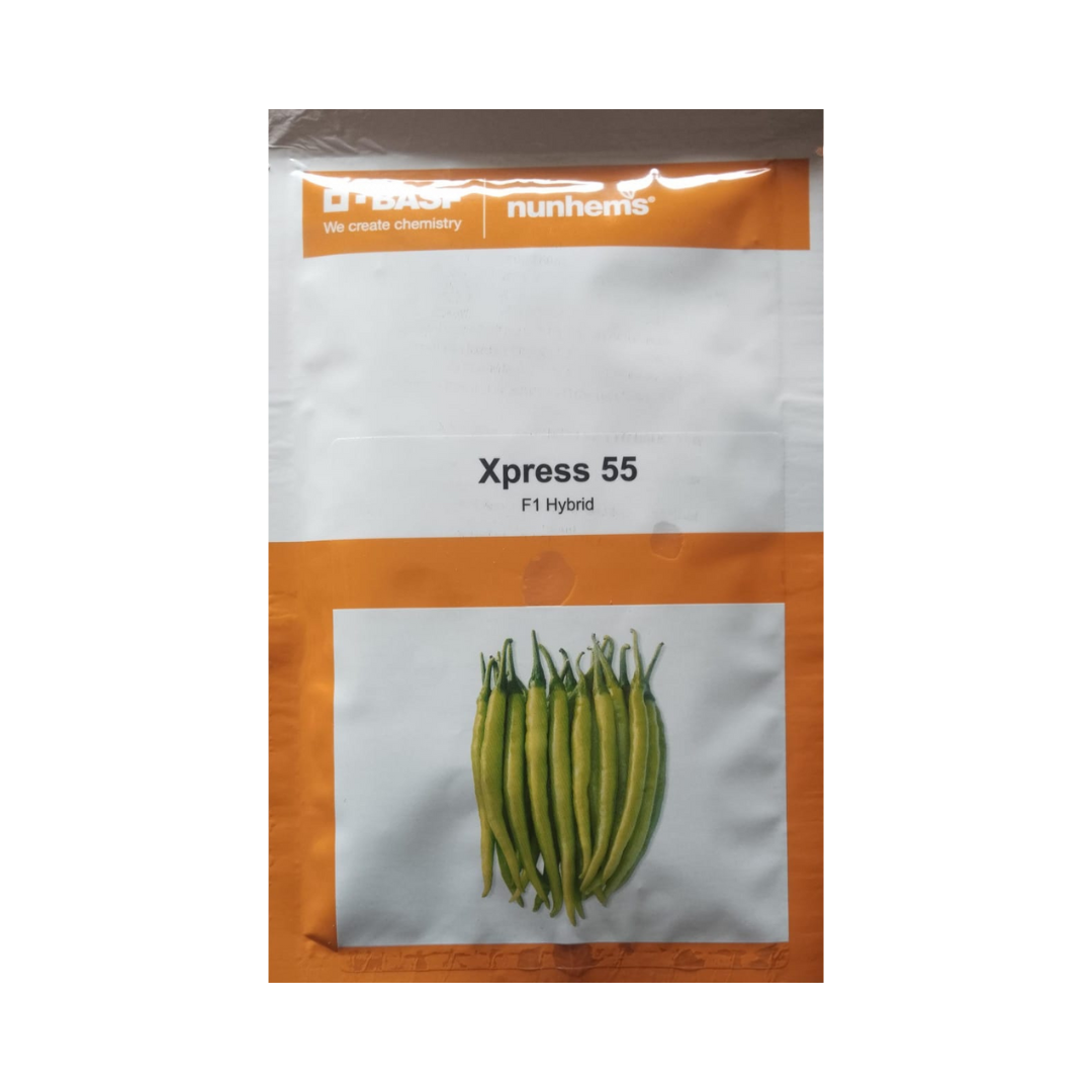 Xpress 55 Chilli Seeds