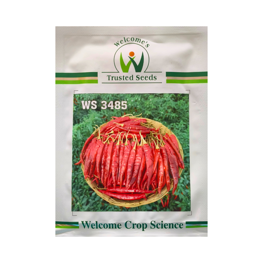 WS-3485 Chilli Seeds - Welcome | F1 Hybrid | Buy Online at Best Price