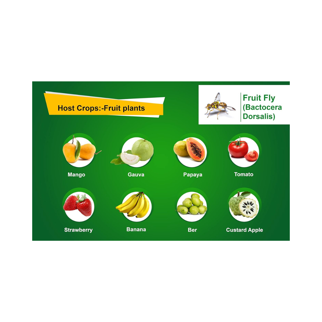 Chipku - Bactocera Dorsalis Fruit Fly Outdoor maxplus/Macphill Pheromone Trap with Lure