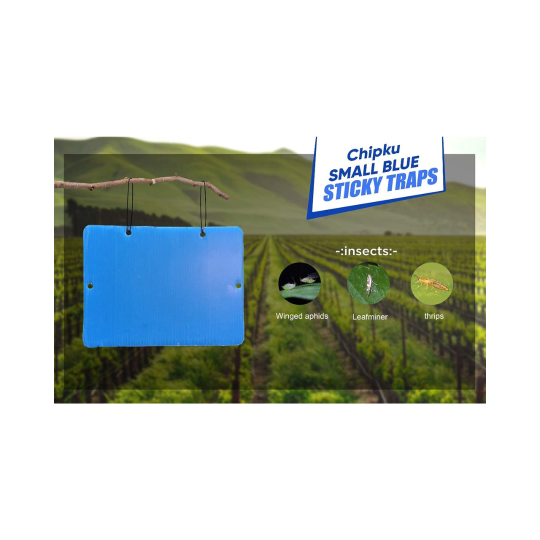 Chipku - Blue Sticky Trap Size A5 | Buy Online at Best Price Now