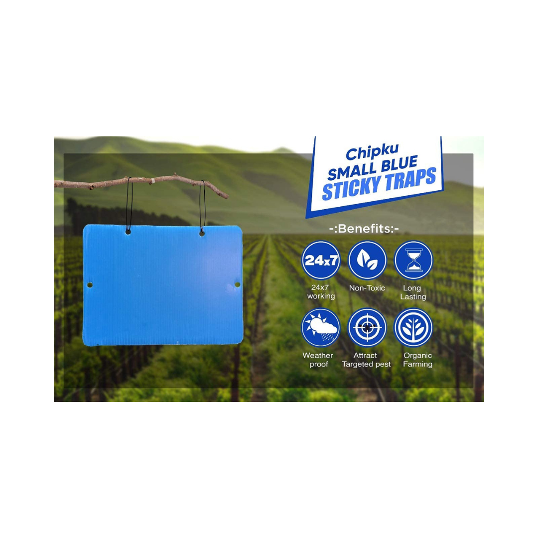 Chipku - Blue Sticky Trap Size A5 | Buy Online at Best Price Now