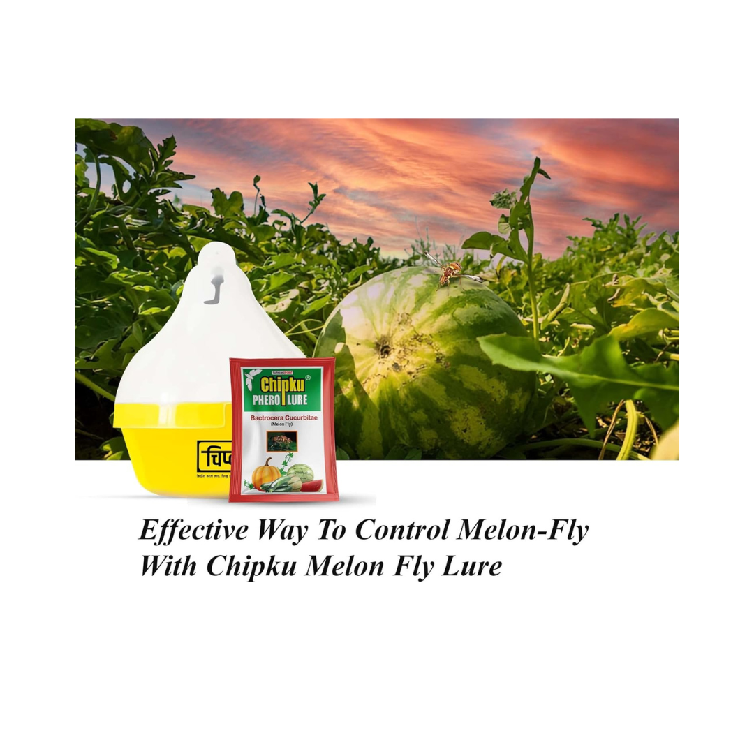 Chipku - Melon Fly bactocera cucurbitae MacPhill/Maxplus pheromone Trap