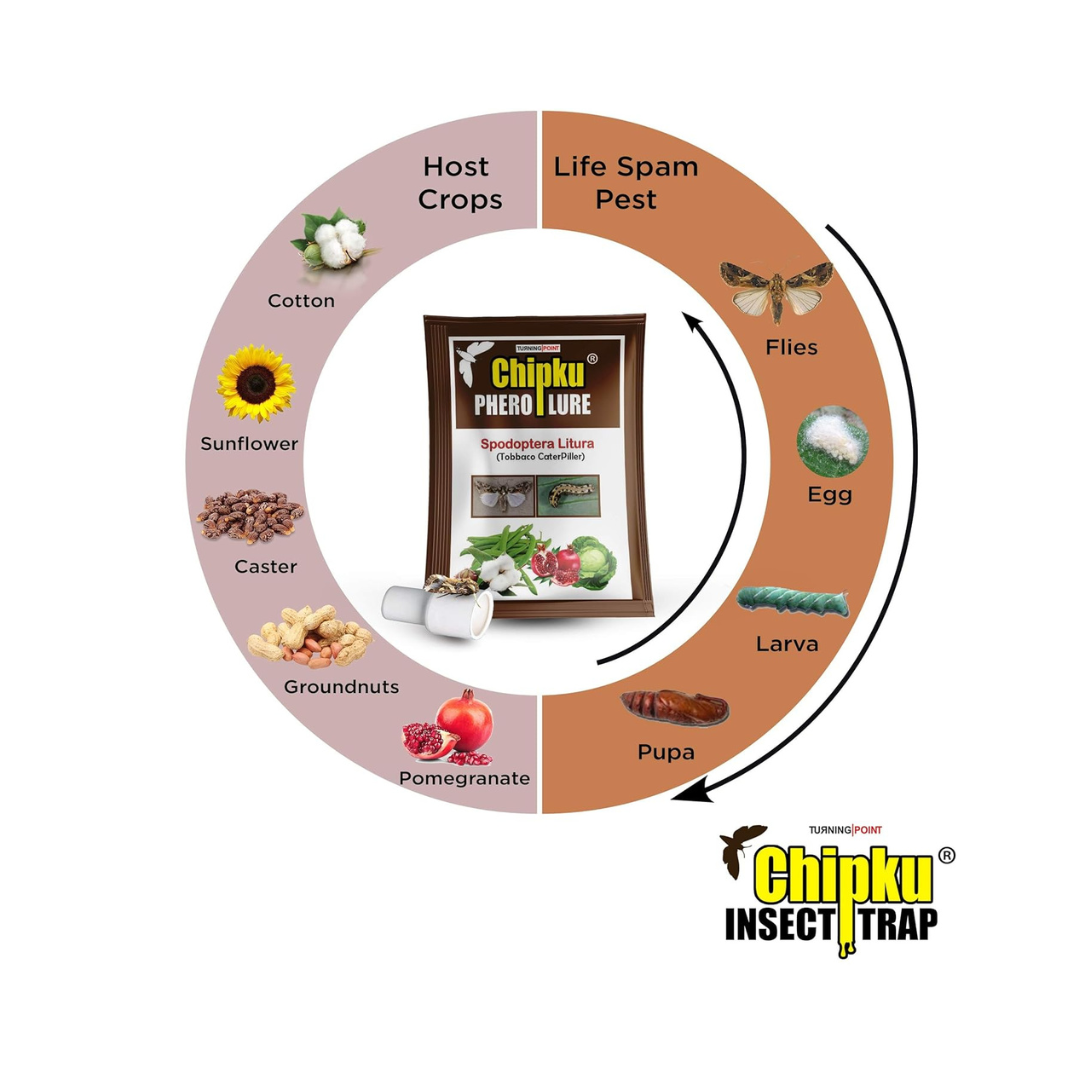 Chipku - Pheromone Trap Funnel with Spodoptera Litura Lure for Catch Insect/Moth of Tobacco Caterpillar (spodo) (Spodoptera Litura)