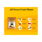 Chipku Bactocera Dorsalis Fruit Fly Outdoor Pheromone Trap with Lure