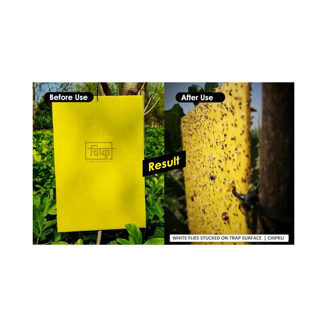Chipku - Yellow + Blue Fly Catcher Size A4 | Buy Online at Best Price