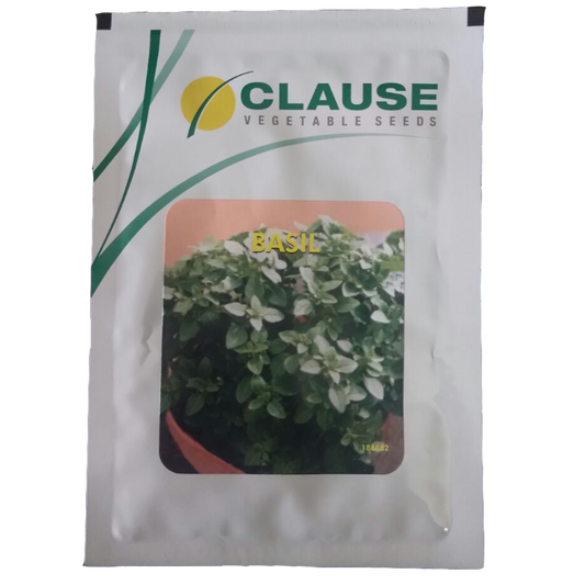 Clause Basil Seeds | Buy Online At Best Price