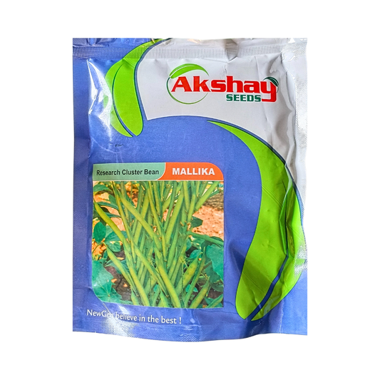Mallika Cluster Beans - Akshay Seeds | Buy Online at Best Price Now