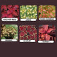 Coleus Wizard Select Seeds