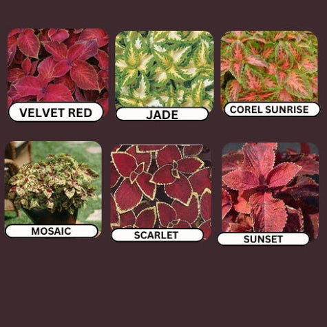 Coleus Wizard Select Seeds