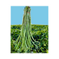 DF Kiran Cowpea Seeds - DuFlora | F1 Hybrid | Buy Online at Best Price