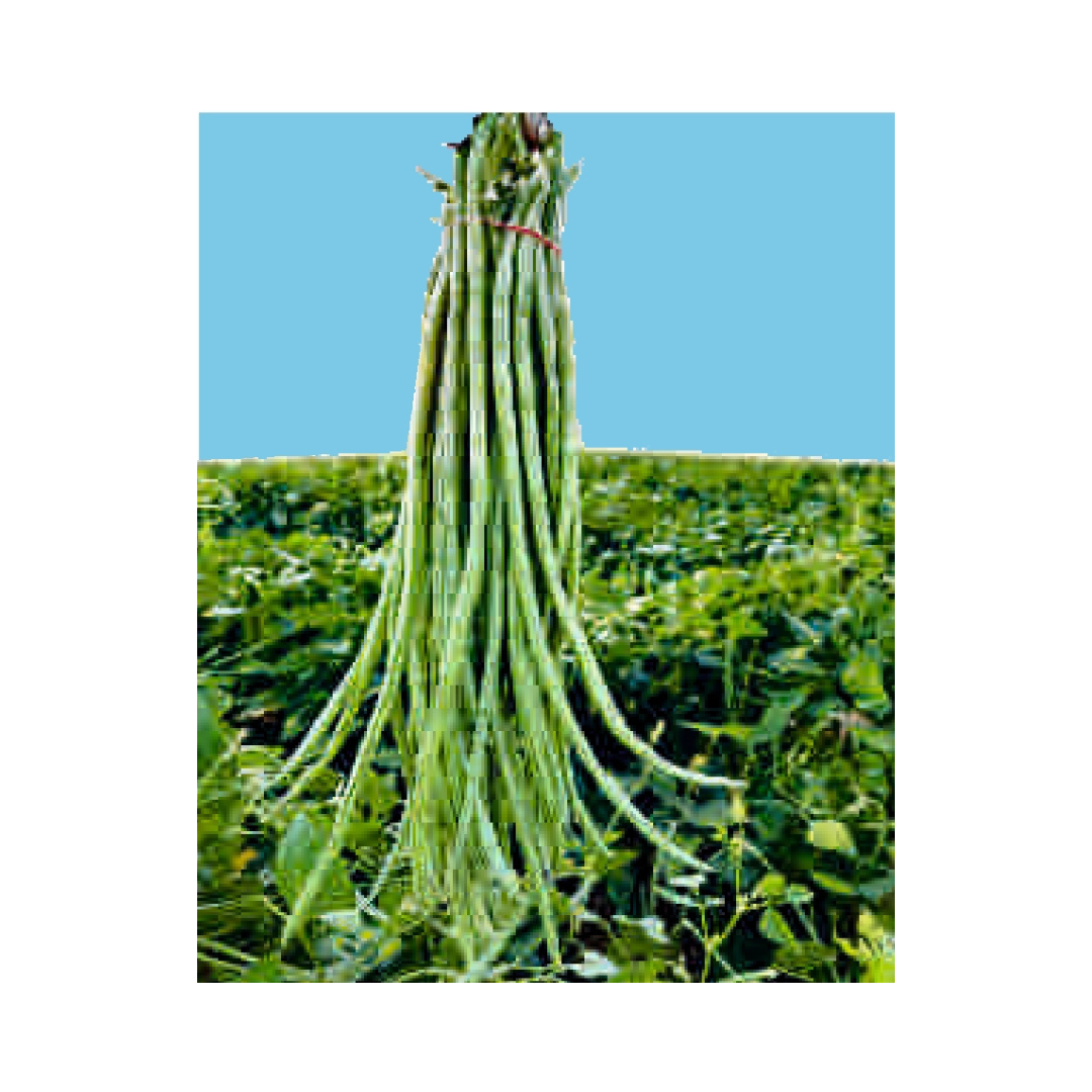 DF Kiran Cowpea Seeds - DuFlora | F1 Hybrid | Buy Online at Best Price