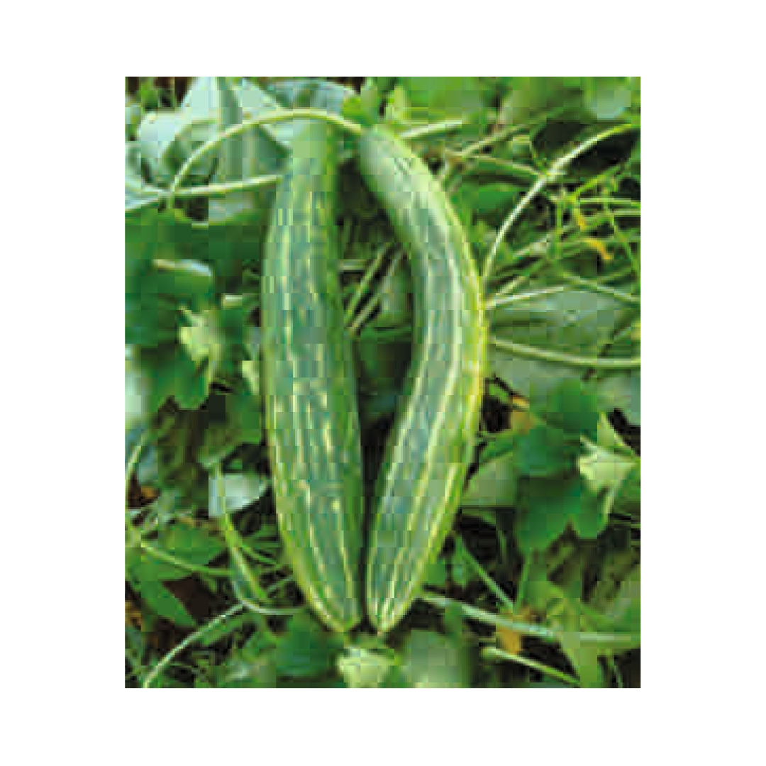 DF Aadhya (Improved) Cucumber Seeds - Duflora | F1 Hybrid | Buy Online