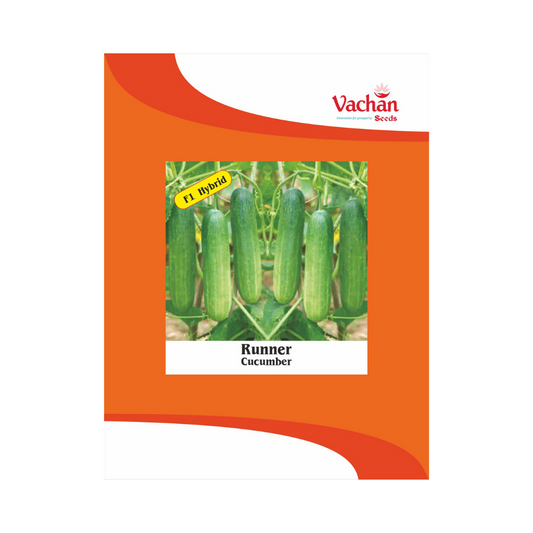 Runner Cucumber Seeds - Vachan | F1 Hybrid | Buy Online Now - DesiKheti