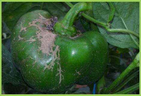 Capsicum Mites | Capsicum Pest | Symptoms & Control Measures – Desikheti