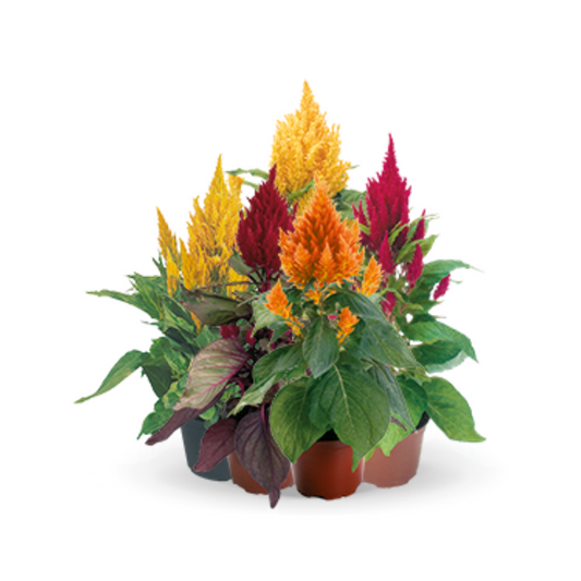 Celosia Plumosa Fashion Look Seeds - Benary | Buy Online Now