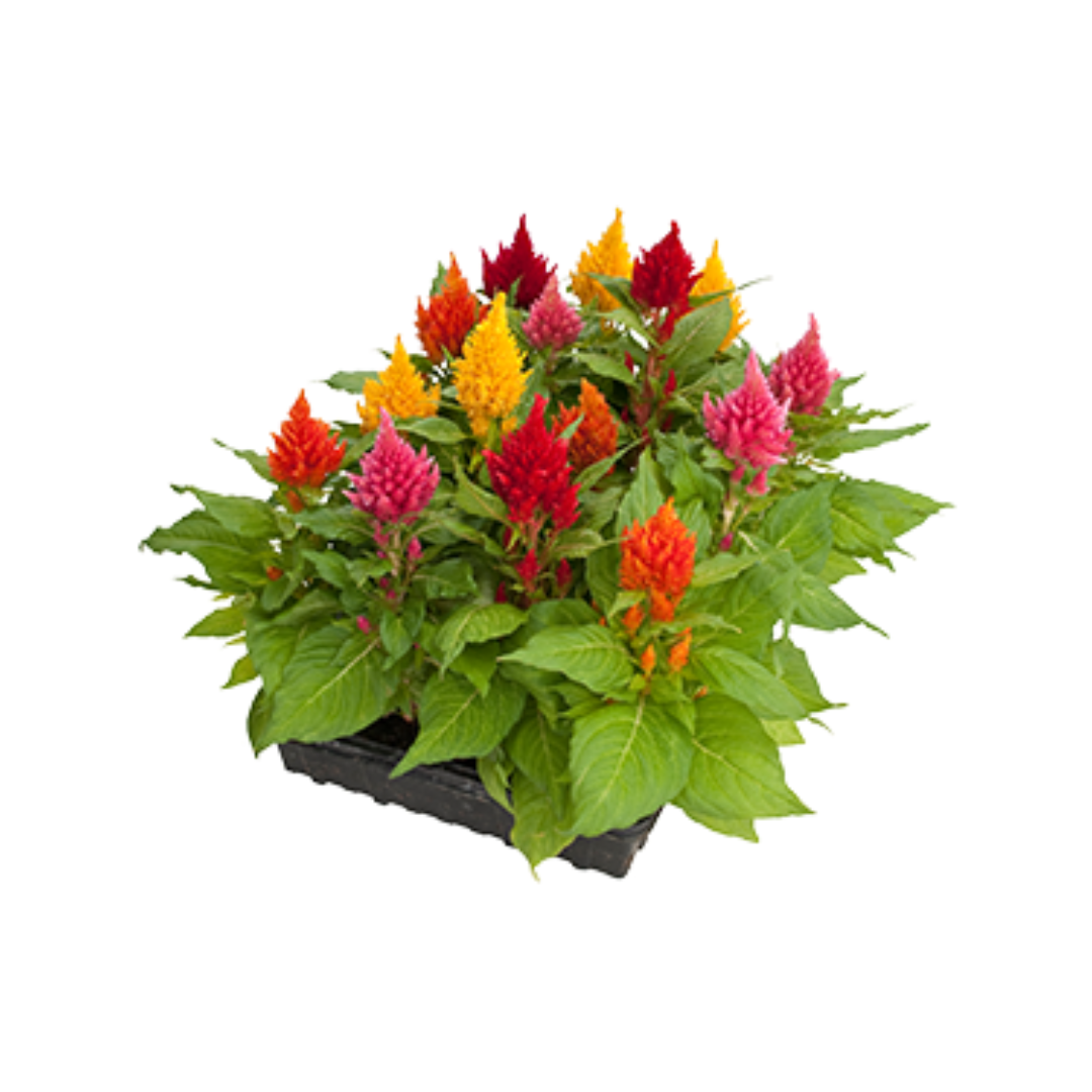 Celosia Plumosa Glorious Mix Seeds - Benary | Buy Online Now