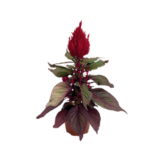 Celosia Plumosa New Look Seeds - Benary | Buy Online Now