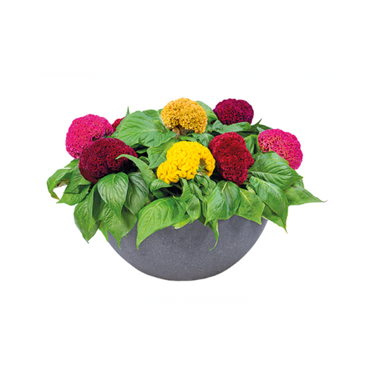 Celosia Cristata Brainiac Mix - Benary | F1 Hybrid | Buy Online Now