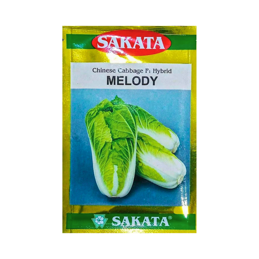 Melody Chinese Cabbage Seeds - Sakata | F1 Hybrid | Buy Online Now