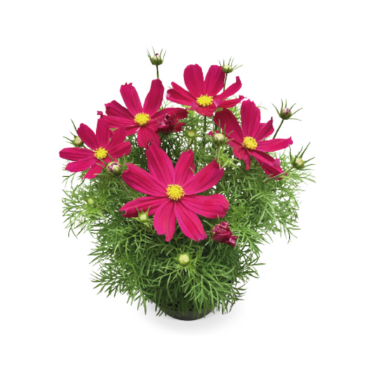 Cosmos Bipinnatus Casanova Red Seeds - Benary | Buy Online Now