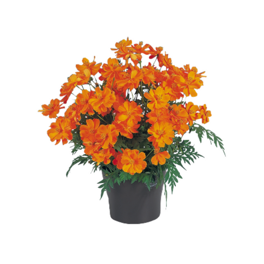 Cosmos Sulphureus Cosmic Orange Seeds - Benary | Buy Online Now