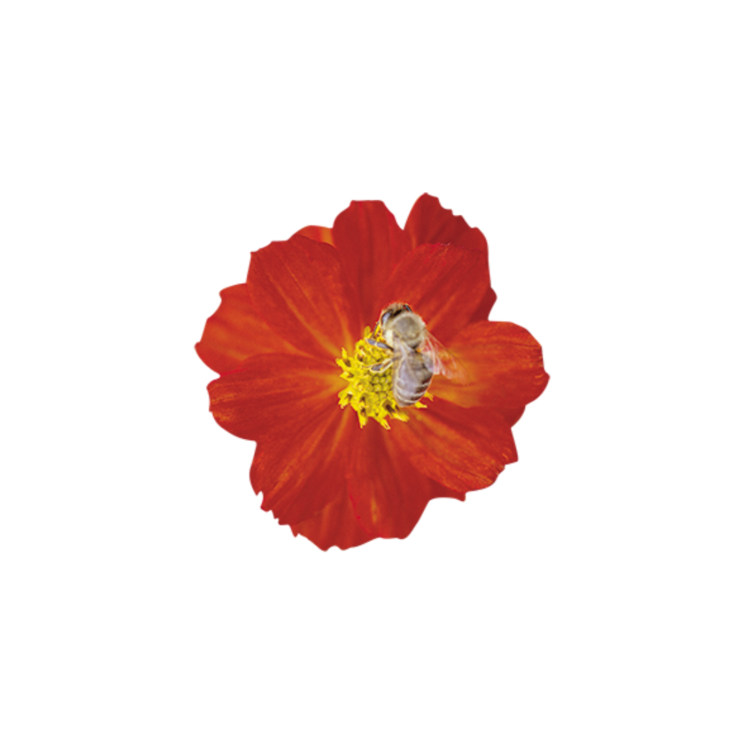 Cosmos Sulphureus Cosmic Red Seeds - Benary | Buy Online Now