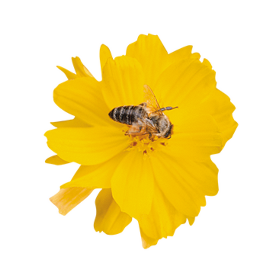 Cosmos sulphureus Cosmic Yellow Seeds - Benary | Buy Online Now