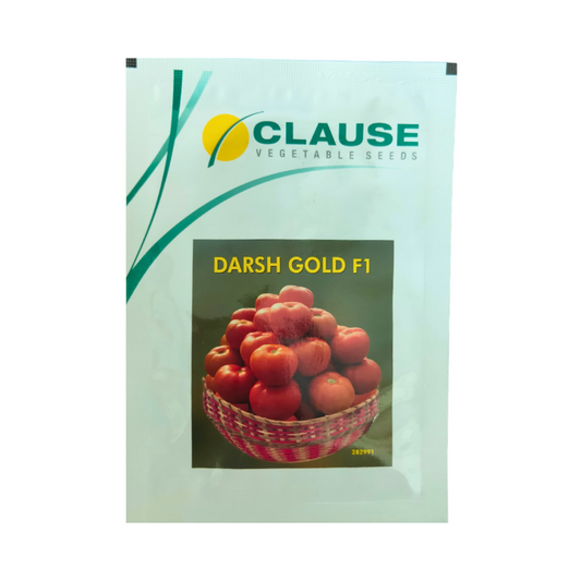 Darsh Gold Tomato Seeds - HM Clause | F1 Hybrid | Buy Online at Best Price