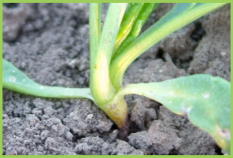 Drumstick Damping Off | Drumstick Disease | Symptoms & Control Measures ...