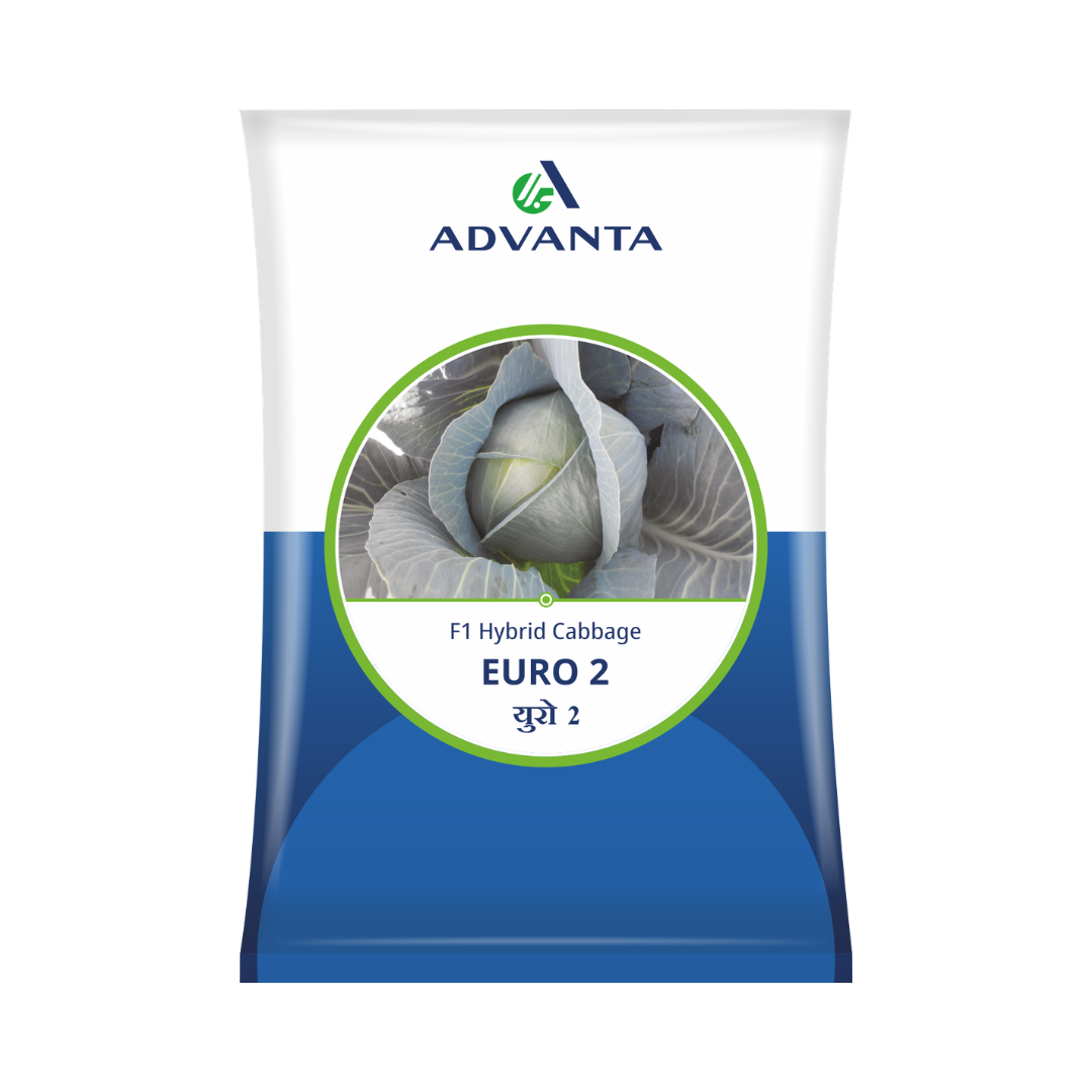 Euro 2 Cabbage Seeds - Advanta | F1 Hybrid | Buy Online at Best Price