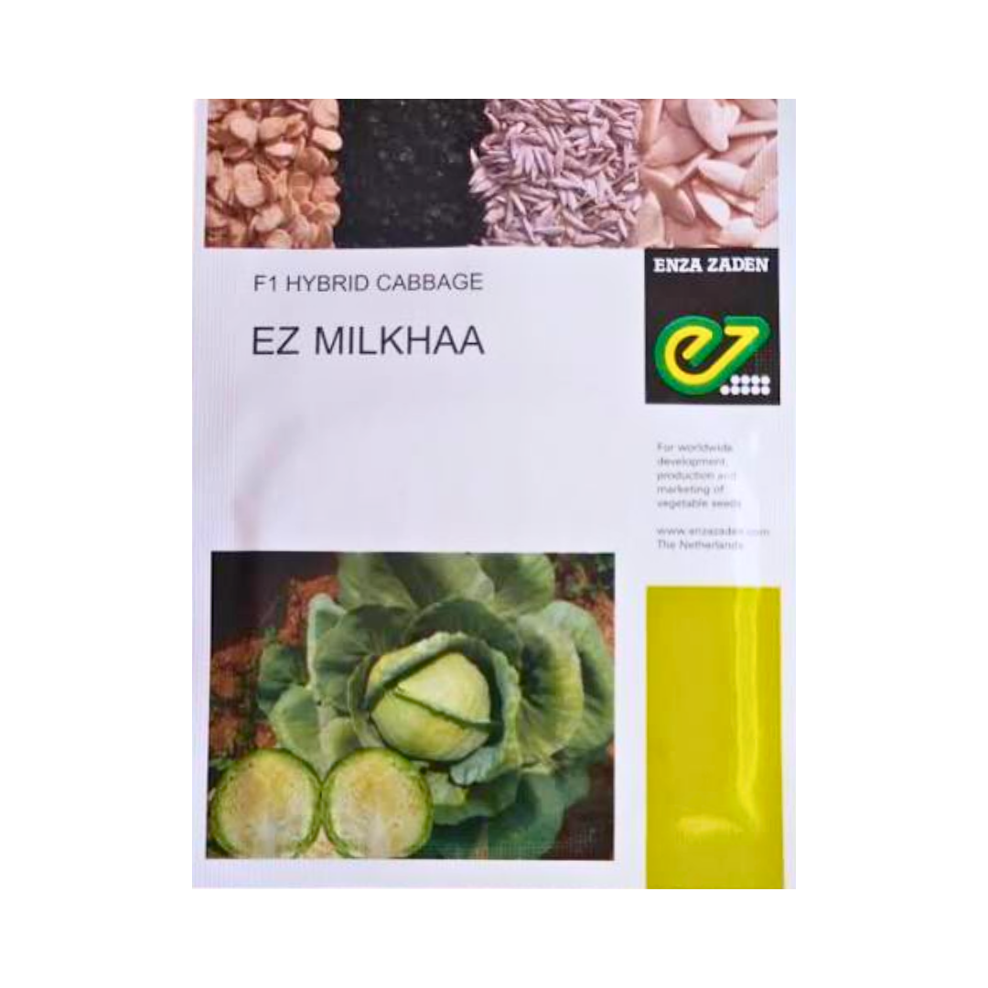 EZ Milkhaa Cabbage Seeds - Enza Zaden | F1 Hybrid | Buy Online Now