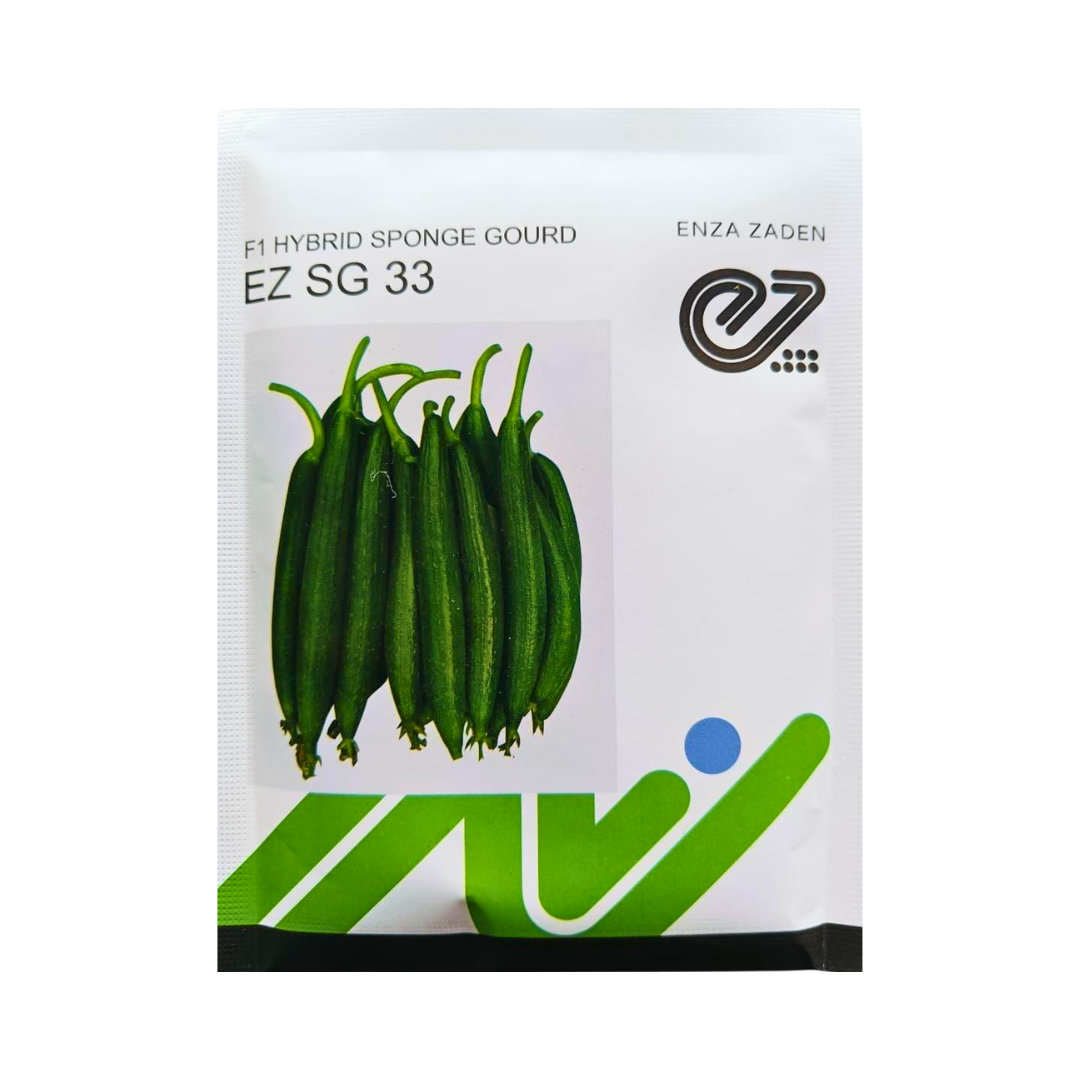 EZ SG 33 Sponge Gourd Seeds - Enza Zaden | F1 Hybrid | Buy Online Now