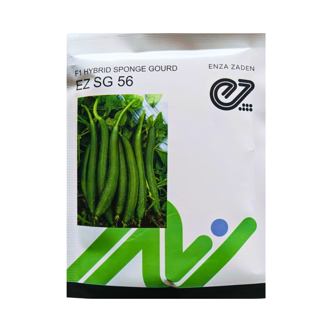 EZ SG 56 Sponge Gourd Seeds - Enza Zaden | F1 Hybrid | Buy Online Now