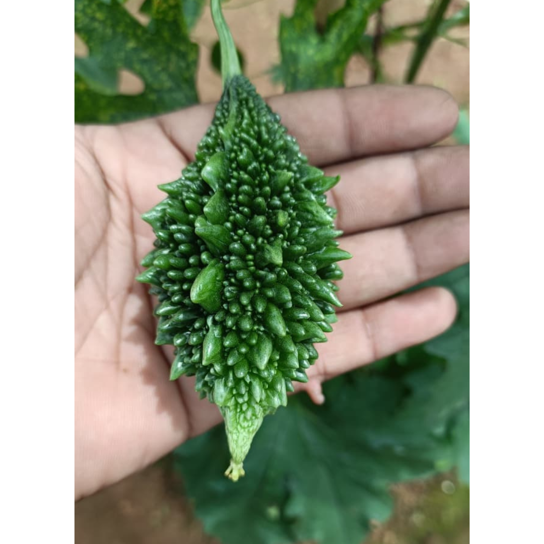 Batuk Bitter Gourd Seeds - Vachan | F1 Hybrid | Buy Online Now